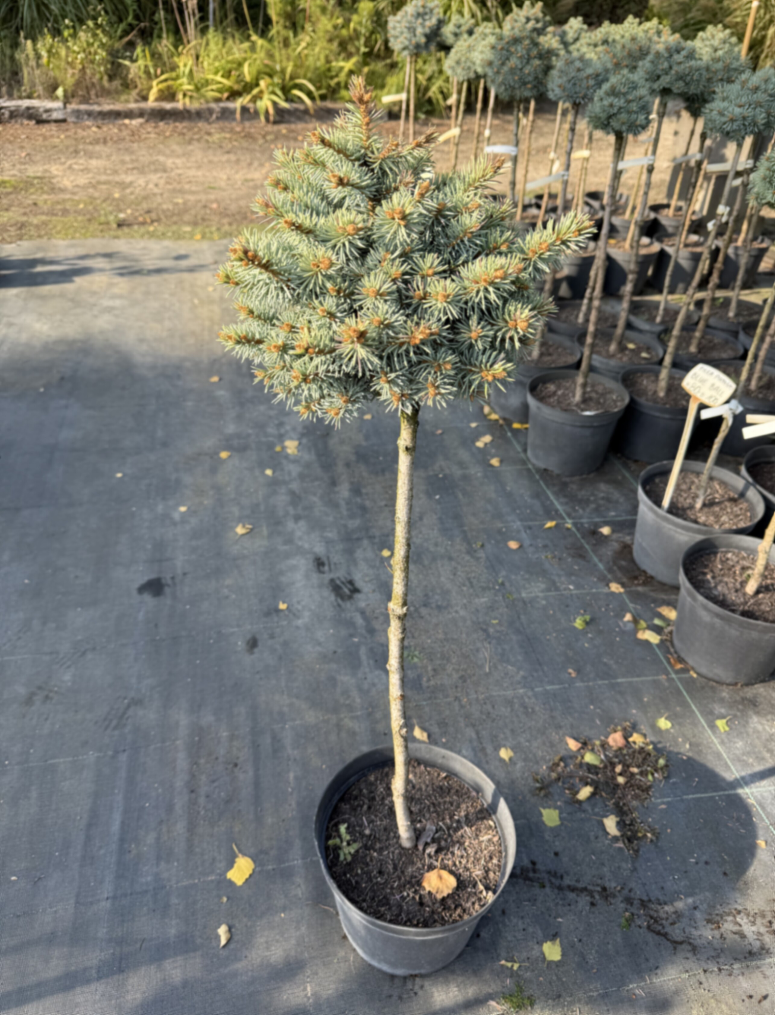 Ель колючая Токарз штамб